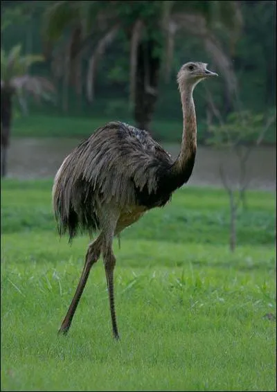 Ces oiseaux sont trs rpandus dans les plaines d'Amrique du Sud. Leurs pattes puissantes leur permettent d'atteindre environ 50km/h. La population de ces oiseaux a fortement baiss  cause de l'homme qui les a chasss pour leurs plumes et leur viande. Quel nom porte cet oiseau ?