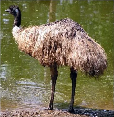 Vivant dans les grands espaces semi-dsertiques de l'Australie, ces oiseaux ont, eux aussi, de fortes pattes puissantes qui leur permettent d'atteindre les 50 km/h. Ces oiseaux comptent parmi les plus grands oiseaux du monde, aprs l'autruche. Ils sont aussi nomades et vivent en groupe. Ce sont :