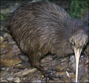 Un corps arrondi et dpourvu de queue, des pattes robustes, le bec long et mince, voici l'emblme officiel de la Nouvelle-Zlande ! Cet oiseau est non seulement incapable de voler mais aussi de courir vite. Cet oiseau ne fut dcouvert qu'en 1813 par les Europens, et il ne sort que timidement la nuit pour chasser des insectes. Cette espce s'appelle :