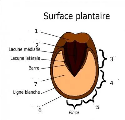 Choisis la bonne proposition.