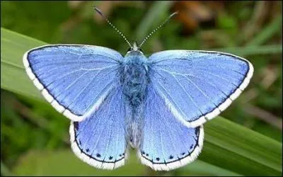 De la famille des Lycnids. Vit en Europe. Les larves se dveloppent au dtriment de diffrentes espces de lgumineuses...