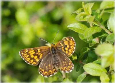Espce trs rare qui vit sur une grande partie de l'Europe. Sa larve ne se nourrit que de feuilles de primevres...