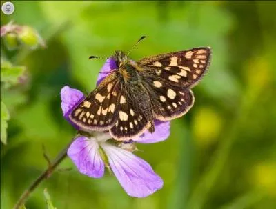 L'une des espces les plus communes de la vaste famille des hesprids. Les larves se nourrissent de plantes herbaces...