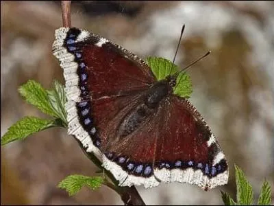 La plus grande vanesse europenne. Ses larves vivent sur les peupliers et les saules...