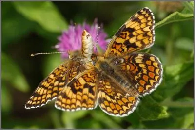 Vit en Europe, surtout dans les montagnes. Sa larve se nourrit de diverses herbes...