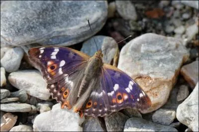 Espce europenne. Sa larve vit sur les saules...