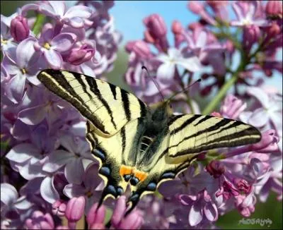Il vit dans les rgions mditerranennes. Reconnaissable  ses deux petites queues fourchues au bout de ses ailes...