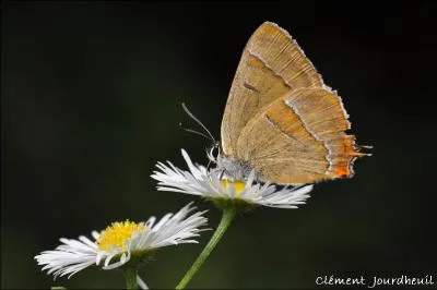 De petite taille, il vit en Europe. La larve parasite les bouleaux et les arbres fruitiers...