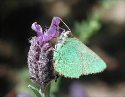 Commune dans toute l'Europe. Sa larve se nourrit d'espces varies de plantes herbaces...