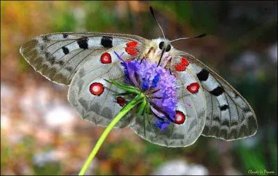 Espce propre aux rgions montagneuses...