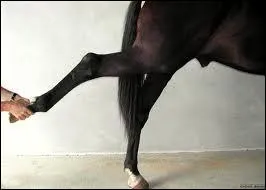 Je concerne la rducation fonctionnelle par le mouvement et le massage des chevaux. Qui suis-je ?