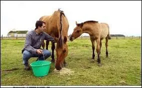 Il fait natre les chevaux dans le but du commerce. On l'appelle :
