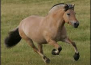 Quiz Races de chevaux / poney