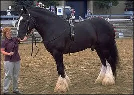 De quelle race est ce cheval ?