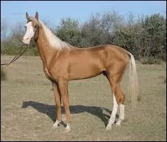 De quelle race est ce cheval ?