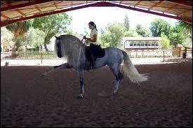 De quelle race est ce cheval ?
