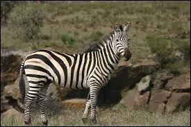 De quelle race est ce cheval ?