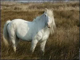De quelle race est ce poney ?