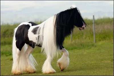 De quelle race est ce cheval ?