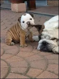 Langue franaise - D'aprs l'expression, quand peut-on  se faire tirer l'oreille  ?