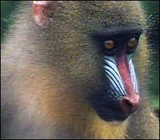 Animaux - Quel primate est caractris par un nez trs color ?