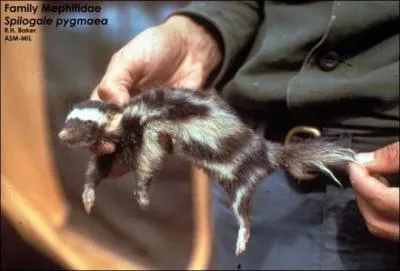 Quelle est la plus petite des mouffettes ?