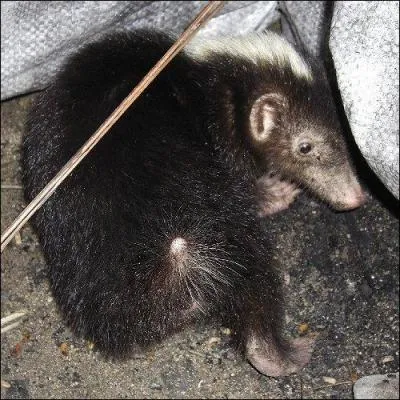 Quel est cet animal de nom scientifique Mydaus marchei ?