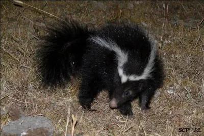 Quelle est cette mouffette qui vit 6, 6 ans en captivit ?