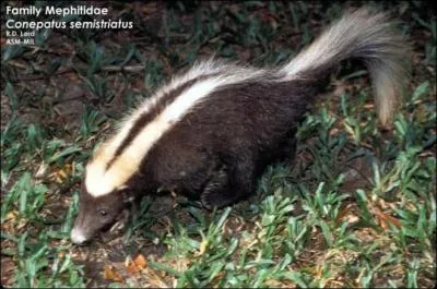 Quelle est la plus grande mouffette d'Amrique du Sud du genre Conepatus ?