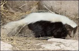 Quelle est la plus grande mouffette du genre Conepatus ?