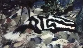 Quelle est cette mouffette qui a des portes de 2  9 petits ?