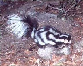 Quelle est cette mouffette qui a une gestation de 210  230 jours ?