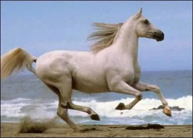 Pourquoi avez-vous choisi l'quitation comme sport ?