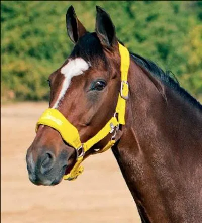 A quoi sert le licol ?