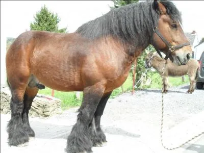 Comment arrte-t-on son cheval ?