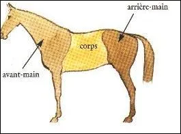 Le corps du cheval est compos de trois parties, lesquelles ?