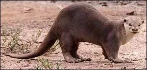 Quelle est la plus grande loutre asiatique ?