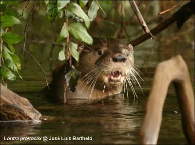 Quelle est cette loutre qui vit en Patagonie ?