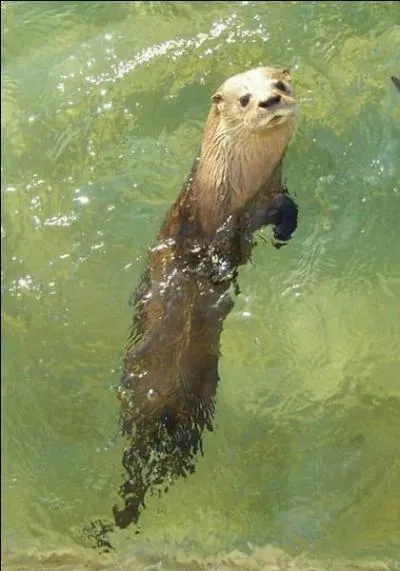 Quelle est cette loutre qui peut peser jusqu' 15 kg ?