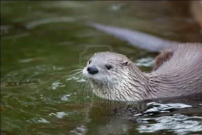 Quelle est cette loutre qui peut vivre 16 ans dans la nature ?