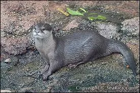 Quelle est la plus petite des loutres ?