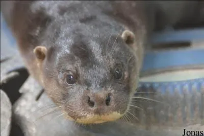 Quelle est la plus rare des loutres asiatiques ?