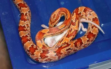Quiz Serpents