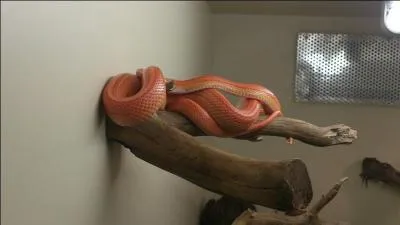 De quelle mutation suis-je ?