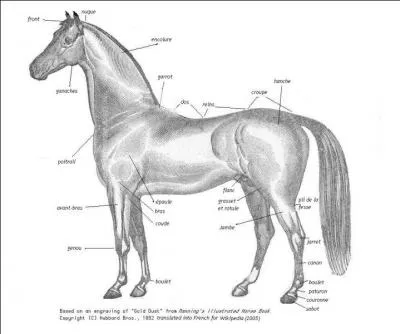 Quelle partie du corps ne fait pas partie du cheval ?