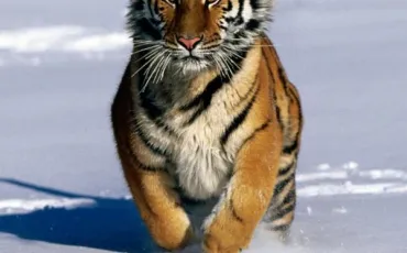 Quiz Tigres