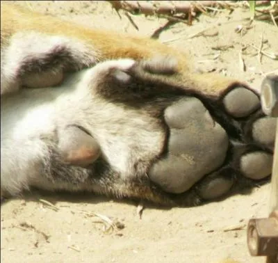 Le tigre a-t-il les griffes rtractiles ?