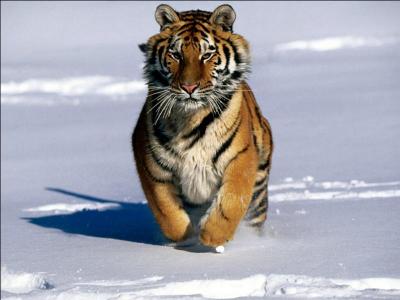 Quel est le statut du tigre ?