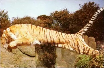 Quelle est la taille du tigre ?