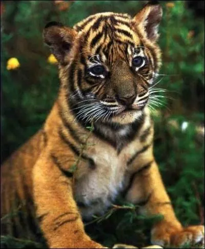 Quelle est la dure de la gestation ?